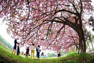 樱花校园爆料视频大全,独家爆料视频大全精彩呈现