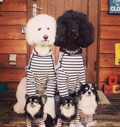 郑州女网红与狗,温情互动背后的故事