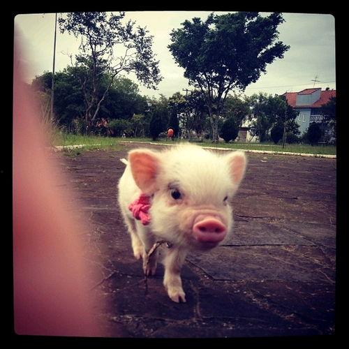 网红小粉猪,网红界的甜蜜宠儿，带你领略萌宠魅力