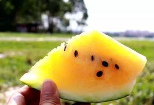 吃瓜黄裤子,揭秘时尚界的潮流新宠