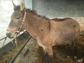 今日看料奔跑的骡子是什么,今日看料背后的故事