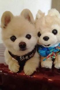 日本著名网红狗子,日本萌宠界的明星传奇