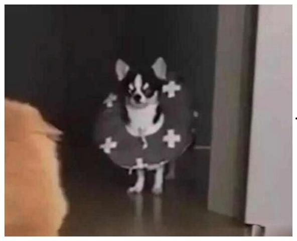 猫咪围观吃瓜视频下载,萌态百出！猫咪版“吃瓜群众”视频走红网络